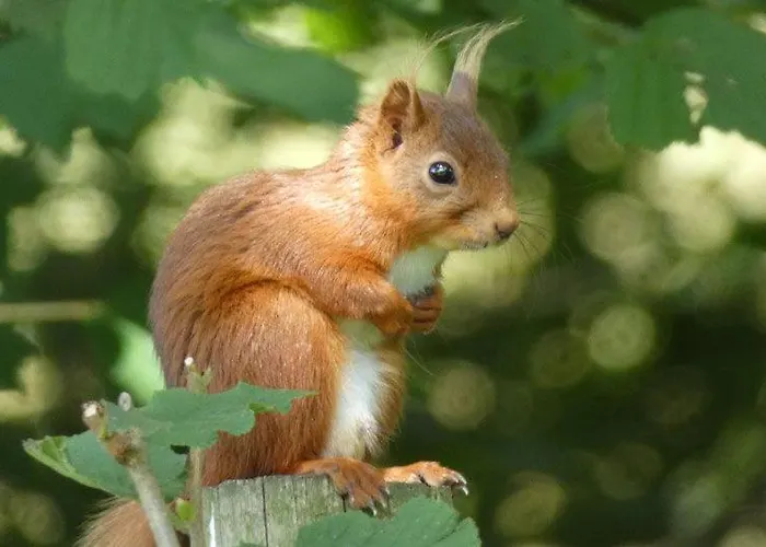 Sandbed Cottage, Fell End A Characterful With Walks From The Door Over The Howgills *